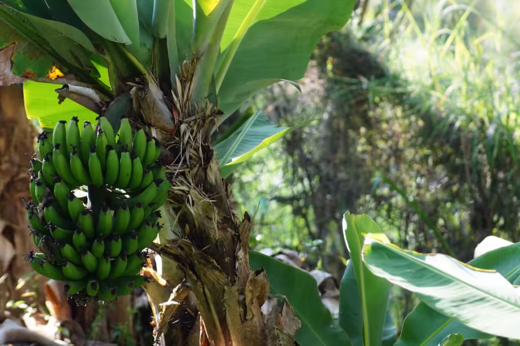 How to Make Plantain Flour 9 How to make plantain flour